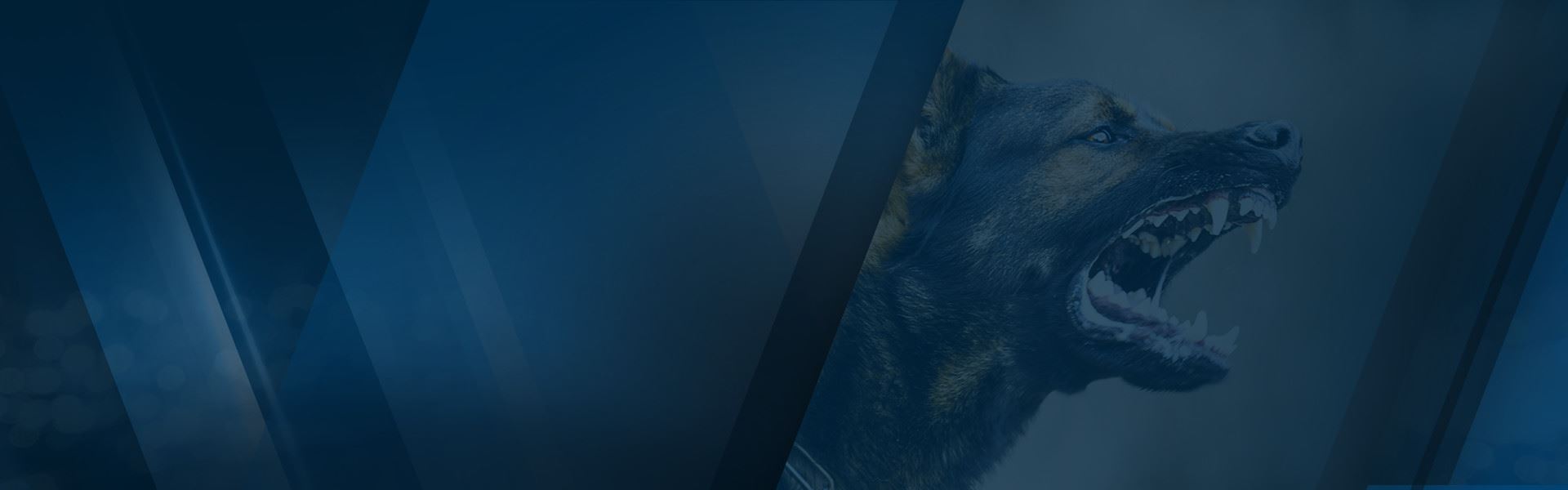 Dog Bites
